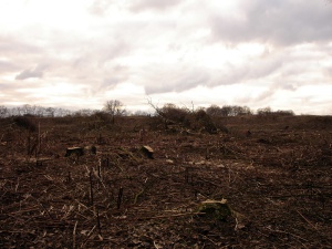 Sanierung und Renaturierung der Bahndeponie in Bookholzberg