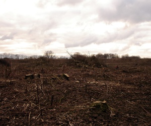 Sanierung und Renaturierung der Bahndeponie in Bookholzberg