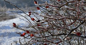 Das Projekt FingerTips & DaumenGrün in Rethorn