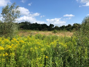 Das Projekt FingerTips & DaumenGrün in Rethorn