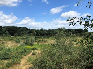 Das Projekt FingerTips & DaumenGrün in Rethorn