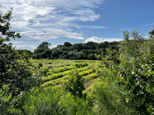 Das Projekt FingerTips & DaumenGrün in Rethorn