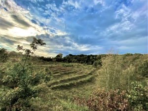 Das Projekt FingerTips & DaumenGrün in Rethorn