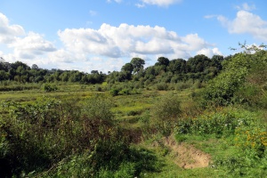 Das Projekt FingerTips & DaumenGrün in Rethorn