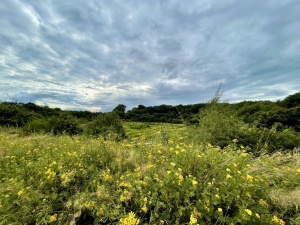 Das Projekt FingerTips & DaumenGrün in Rethorn