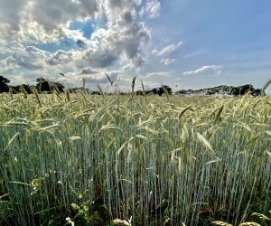 Impressionen vom Rethorner Feld