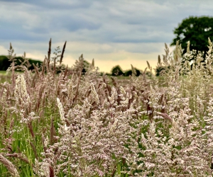 Impressionen vom Rethorner Feld