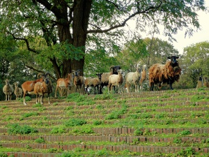 Die Stedingsehre in Bookholzberg