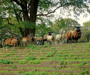 Die Stedingsehre in Bookholzberg